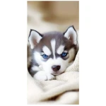 Ręcznik plażowy 100x180 cm z mikrofibry w kolorze beżowym, przedstawiający słodkiego pieska husky z niebieskimi oczami. Produkt leży na miękkim tle, widoczny z przodu, z detalem zwierzęcia na całej powierzchni. Szybkoschnący materiał idealny na plażę.