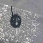 Pościel bawełniana 160x200 Dandelion szara w białe i czarne dmuchawce, Cottonlove