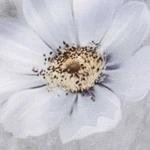 Pościel satyna bawełniana 220x200 Solara, szara w białe kwiaty, Luxury Premium
